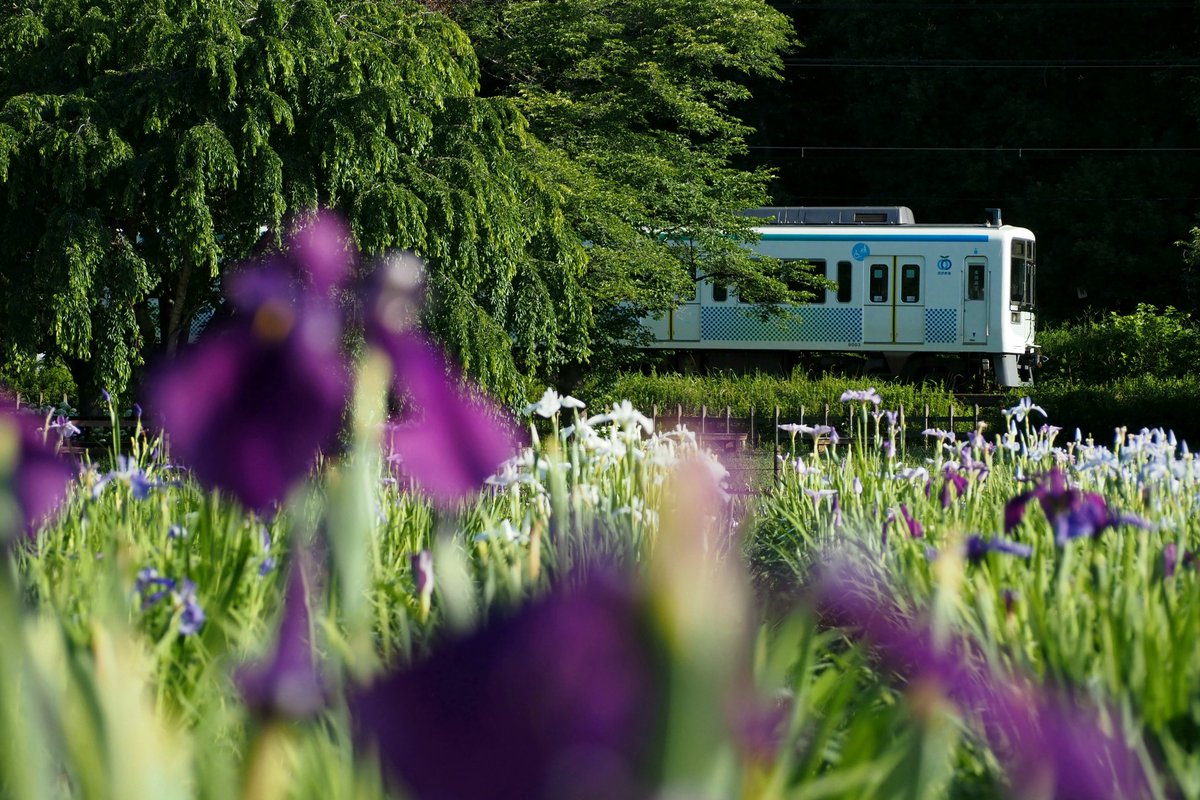 tc103560's tweet photo. #6月を写真4枚で振り返る
次に狭山線行くの何年後だろう…新101系ありがとう。 https://t.co/dta9DnbfId