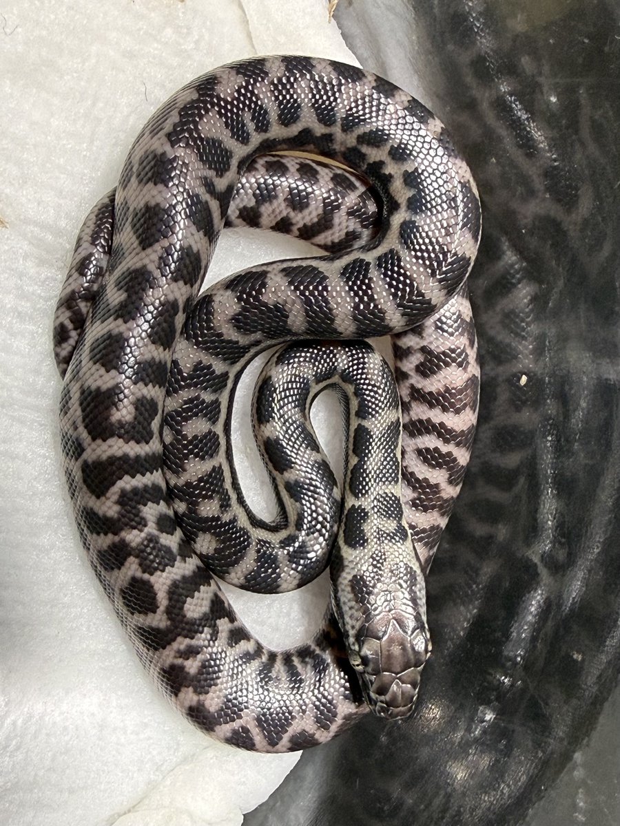 byadu2's tweet photo. ウィートベルト、今のところ４匹ハッチ済み。1個はダメになってるので、あと4個でスティムソンは終わり。 https://t.co/Hz2jFd1tN4