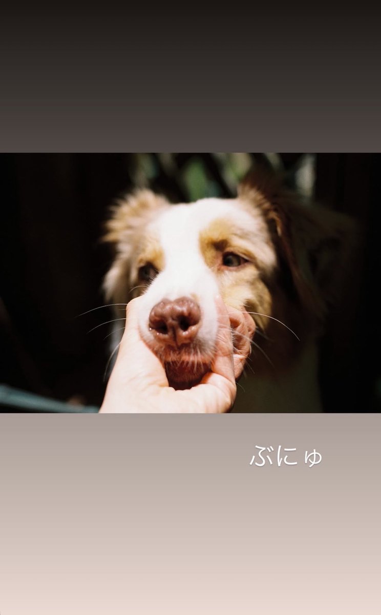 ryubibi0122's tweet photo. ストーリー通知「ぶにゅ」で笑った😹
今日も1日がんばルディ🐶🐾

 #宮世琉弥 くん https://t.co/MSKbL8Q5Py