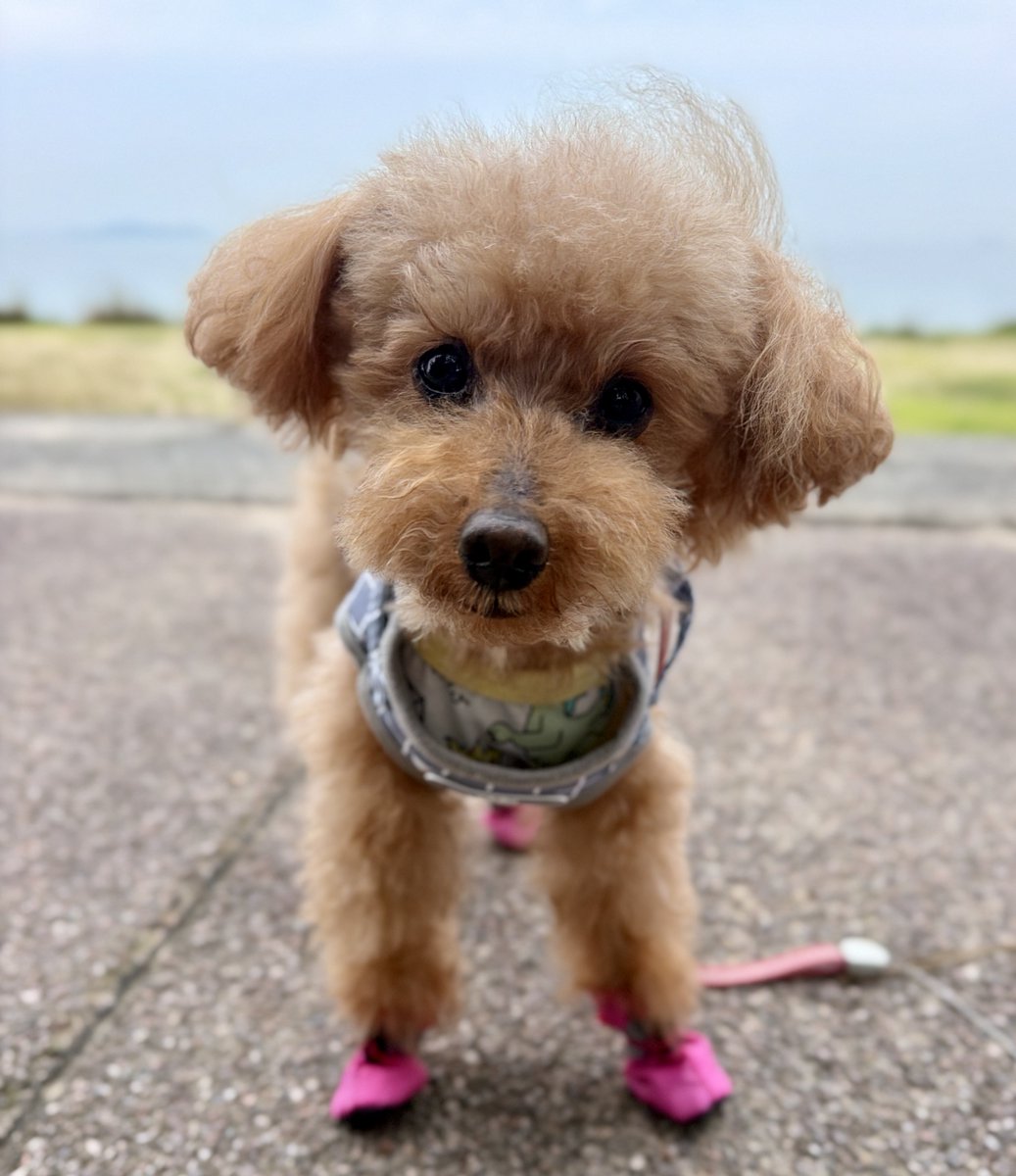 T2Rf7's tweet photo. 13歳シニア犬1.2kmさんぽ🐾

我が家のかわいい担当のおじいわんです( ᵒ̴̶̷̤ ᵒ̴̶̷̤ )

#トイプードル #シニア犬 https://t.co/hyGYFoqJW3