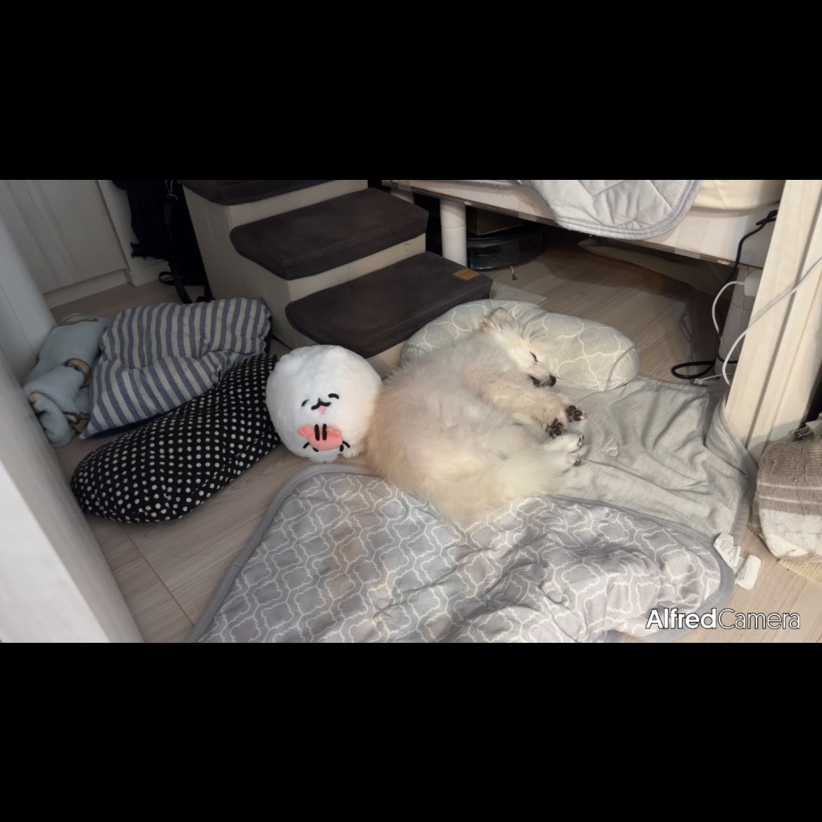 kinarino_kinaco's tweet photo. ポメトーンちゃんと一緒に寝る犬😴 https://t.co/wqYwAoPkno