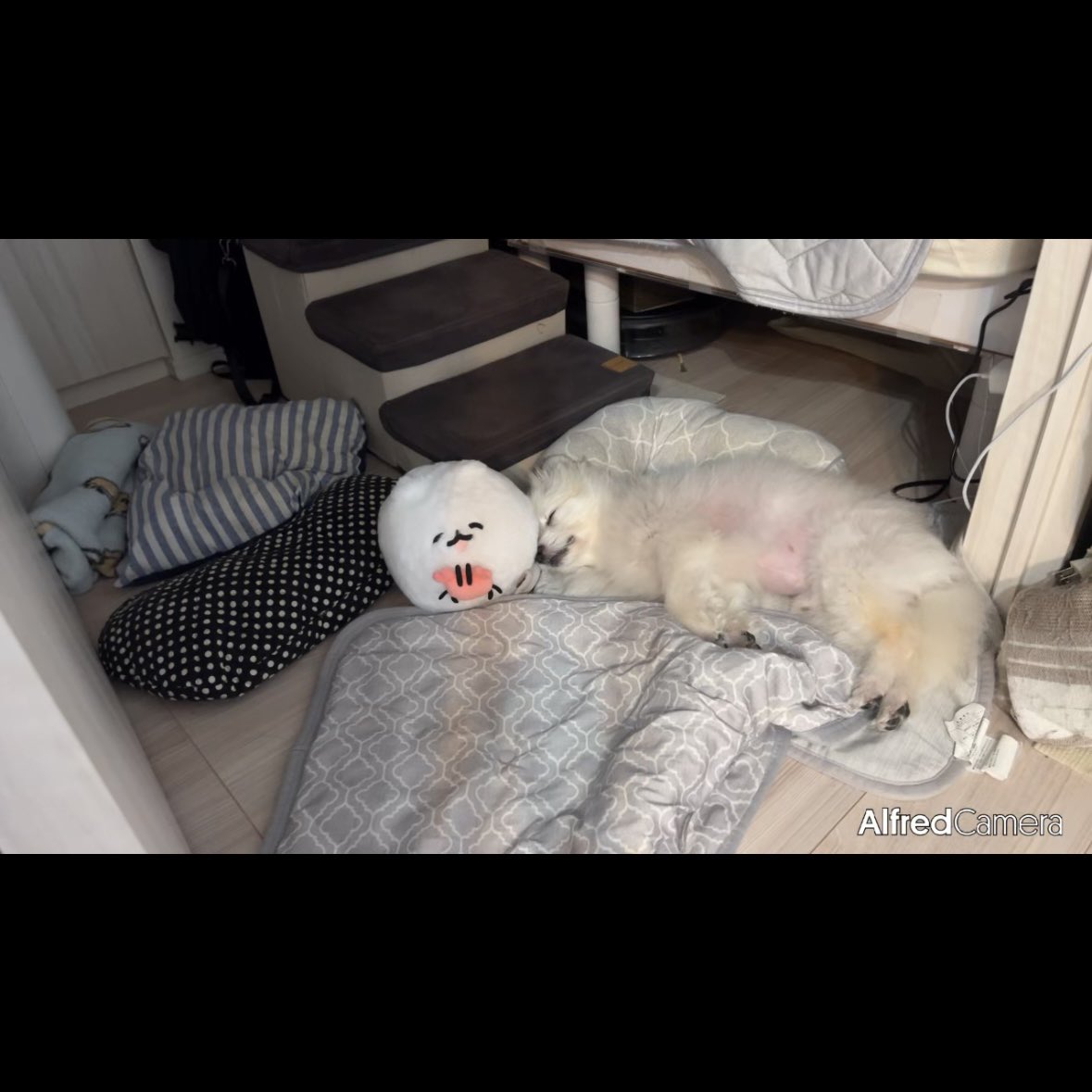 kinarino_kinaco's tweet photo. ポメトーンちゃんと一緒に寝る犬😴 https://t.co/wqYwAoPkno