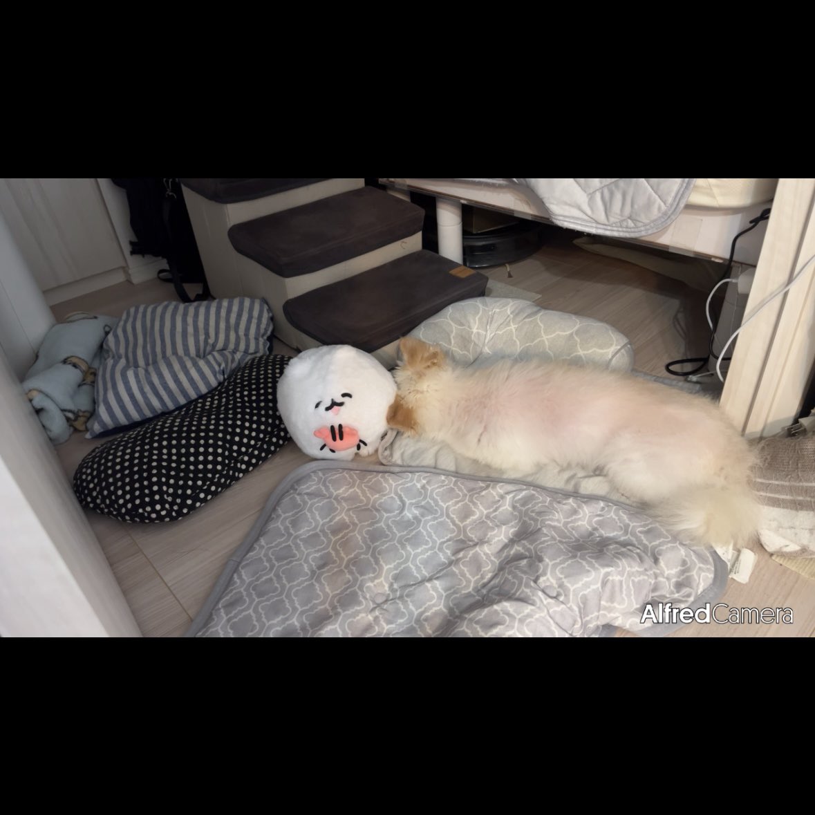 kinarino_kinaco's tweet photo. ポメトーンちゃんと一緒に寝る犬😴 https://t.co/wqYwAoPkno