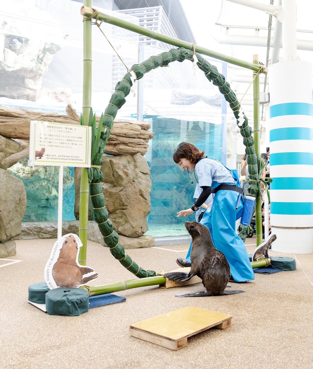 Kyoto_Aquarium's tweet photo. 本日、6月30日に「ちのわ」が1歳を迎えました🎉🎊

たくさんの方にバースデーイベントにお越しいただき、あり
がとうございました☺️☺️

みなさんも #ちのわ1歳おめでとう をつけて、

これまでの「ちのわ」との思い出を投稿してください！ https://t.co/EBsY9jVzaF