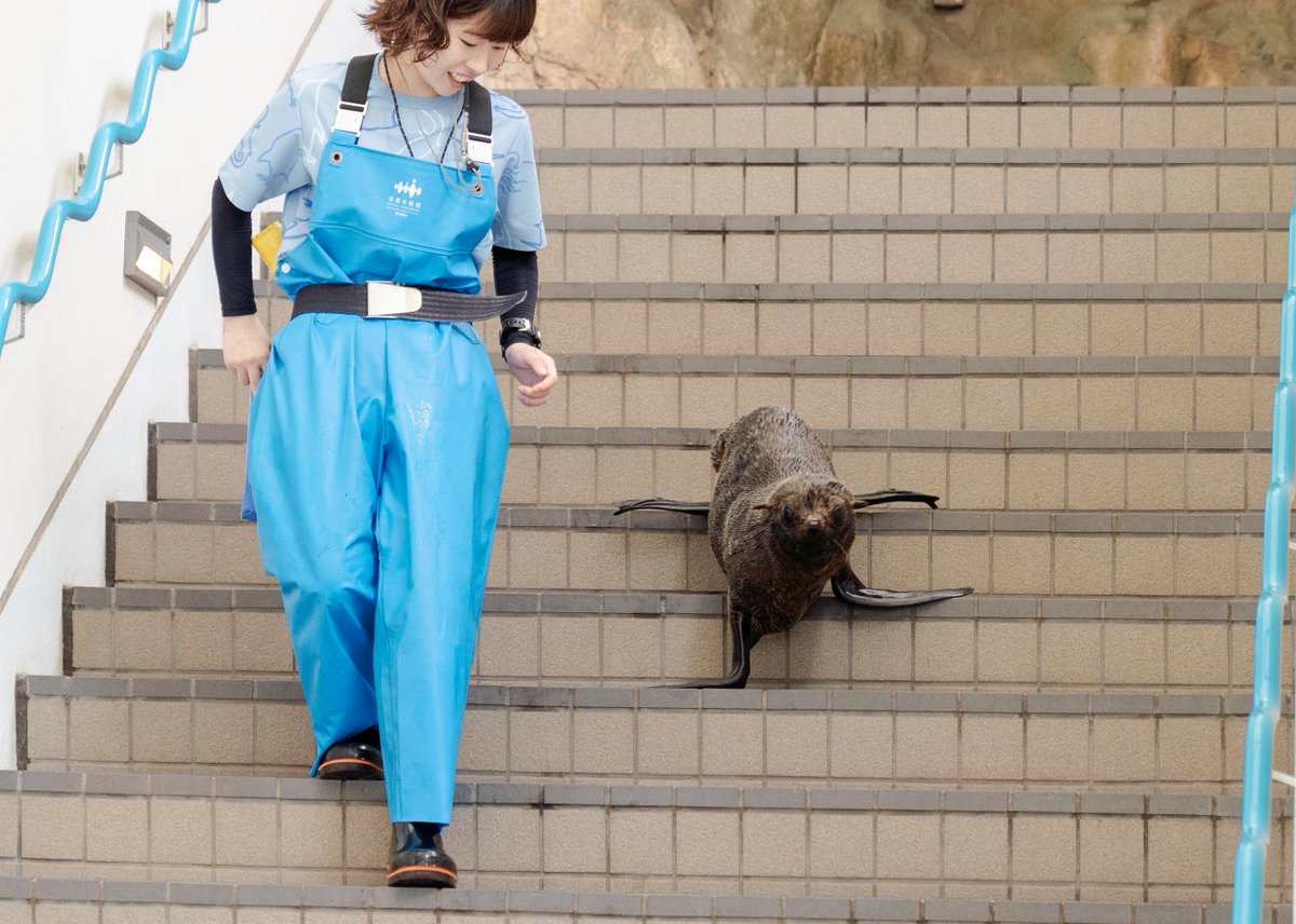 Kyoto_Aquarium's tweet photo. 本日、6月30日に「ちのわ」が1歳を迎えました🎉🎊

たくさんの方にバースデーイベントにお越しいただき、あり
がとうございました☺️☺️

みなさんも #ちのわ1歳おめでとう をつけて、

これまでの「ちのわ」との思い出を投稿してください！ https://t.co/EBsY9jVzaF