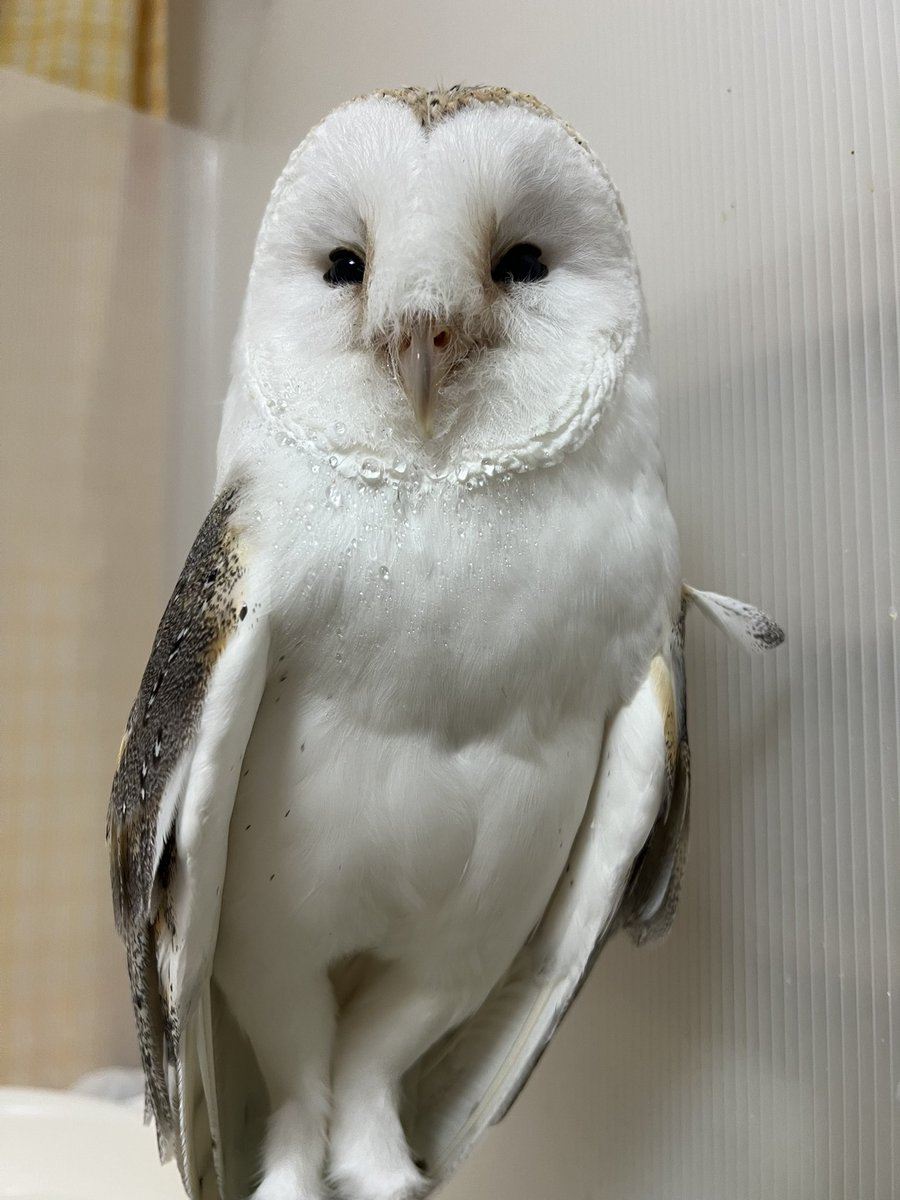 coromowl's tweet photo. あほ毛すくすく育ってます🪶

🦉{またかいぬしが撮ってらぁ https://t.co/PpOAhQGPjK