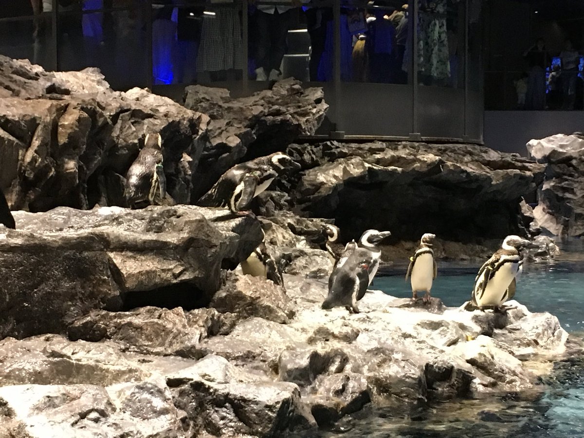 tsukimitosake's tweet photo. 5匹と9匹？

#すみだ水族館 
#ペンギン
#penguin
#写真 https://t.co/TbiI4AR6Li