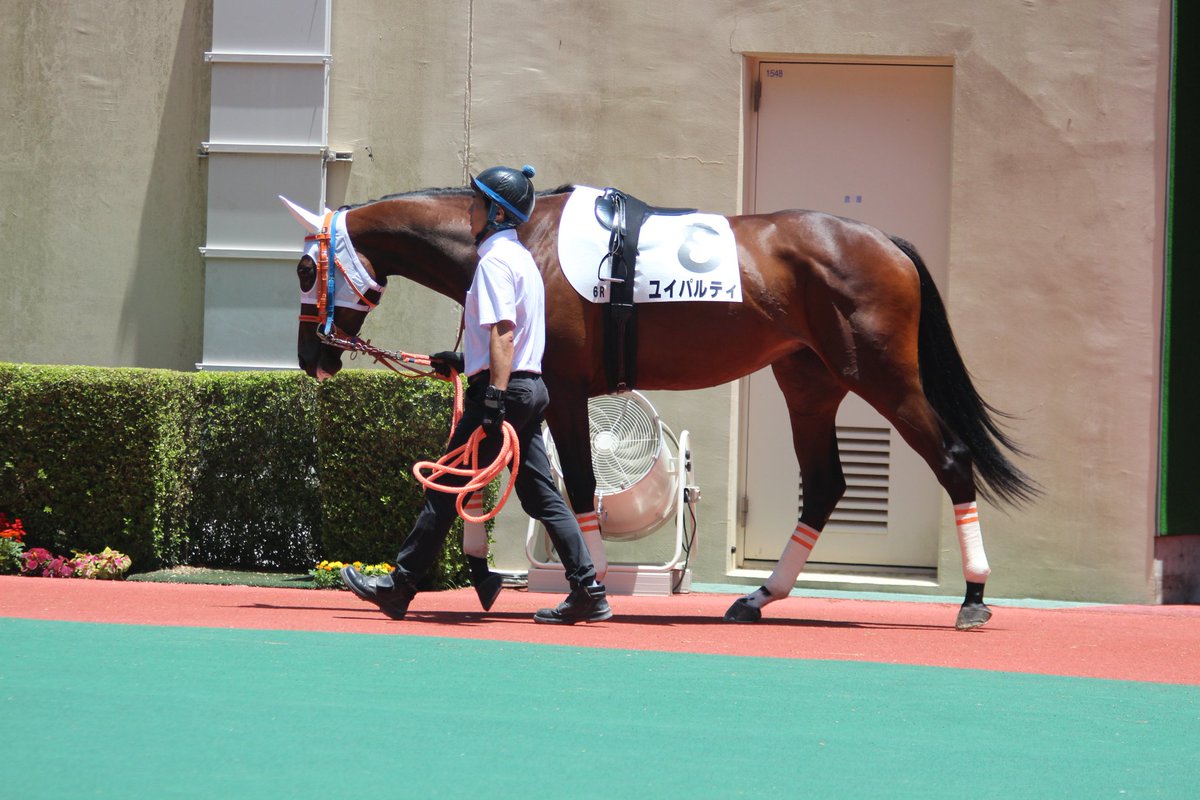 jHHJ2rjKVBKbNPB's tweet photo. 小倉競馬場　新馬戦（日曜日）
ユイパルティ
可愛いメンコが良く似合ってるじゃん😊
日曜日にまた会えるね🐴
#九州産馬
#本田牧場生産馬 https://t.co/LxK1xhH0oa