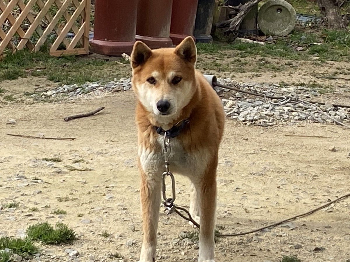 poppo13882529's tweet photo. 【拡散希望です】
ご協力お願いします🙇‍♀️
犬を探してます
⭐️東広島市賀茂カントリークラブ⛳️近く☆昨日の朝から柴犬に似たワンちゃん🐶が脱走したそうです

名前は🐶ナガトくん🐶
背中側茶色　お腹と足先が白色
青い首輪をつけてます
見かけた方はメッセージください🙇‍♀️
#探してます #中型犬 #高屋町 https://t.co/VnNhfOjzvD