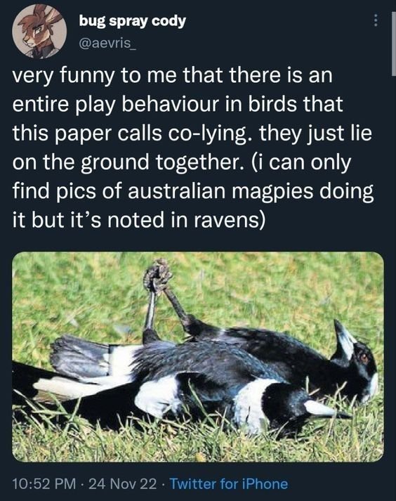 The_Regal_Raven's tweet photo. https://t.co/TViqT7eduV