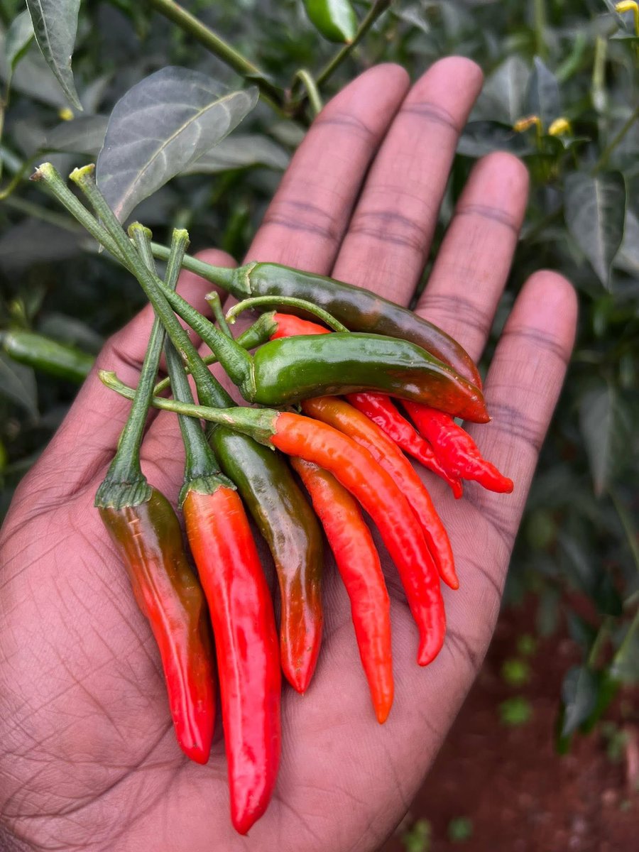 CalebKaruga's tweet photo. One of the most rewarding parts of farming is growing healthy, nutritious vegetables and serving them to our clients with complete confidence, knowing exactly where every single vegetable came from.

When farming is guided by ethics rather than the pursuit of profit alone, traceability and quality become possible.

Enjoy this greatness @Coffee_254 Thogoto and Ngong branches. #UkulimaSioUshamba #FarmToTable #EthicalFarming