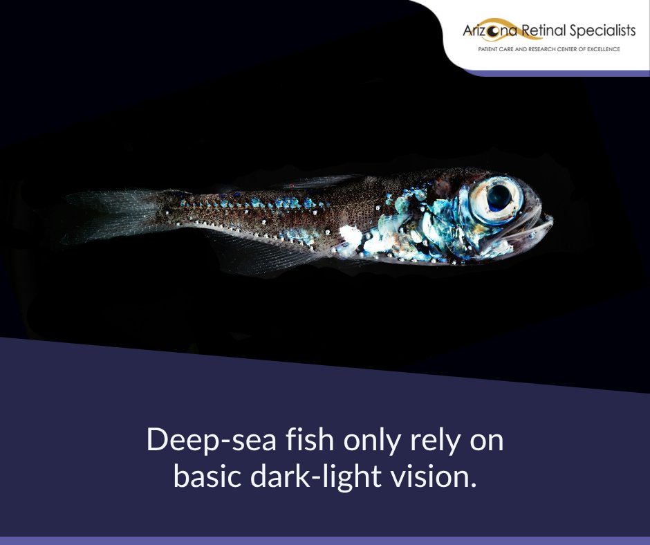 azretinal's tweet photo. Research on deep-sea fish larvae found hybrid visual cells that combine rod-like and cone-like traits. These cells may help them see in dim twilight conditions, showing how eyes can adapt to low-light environments. https://t.co/82teV7XxiB