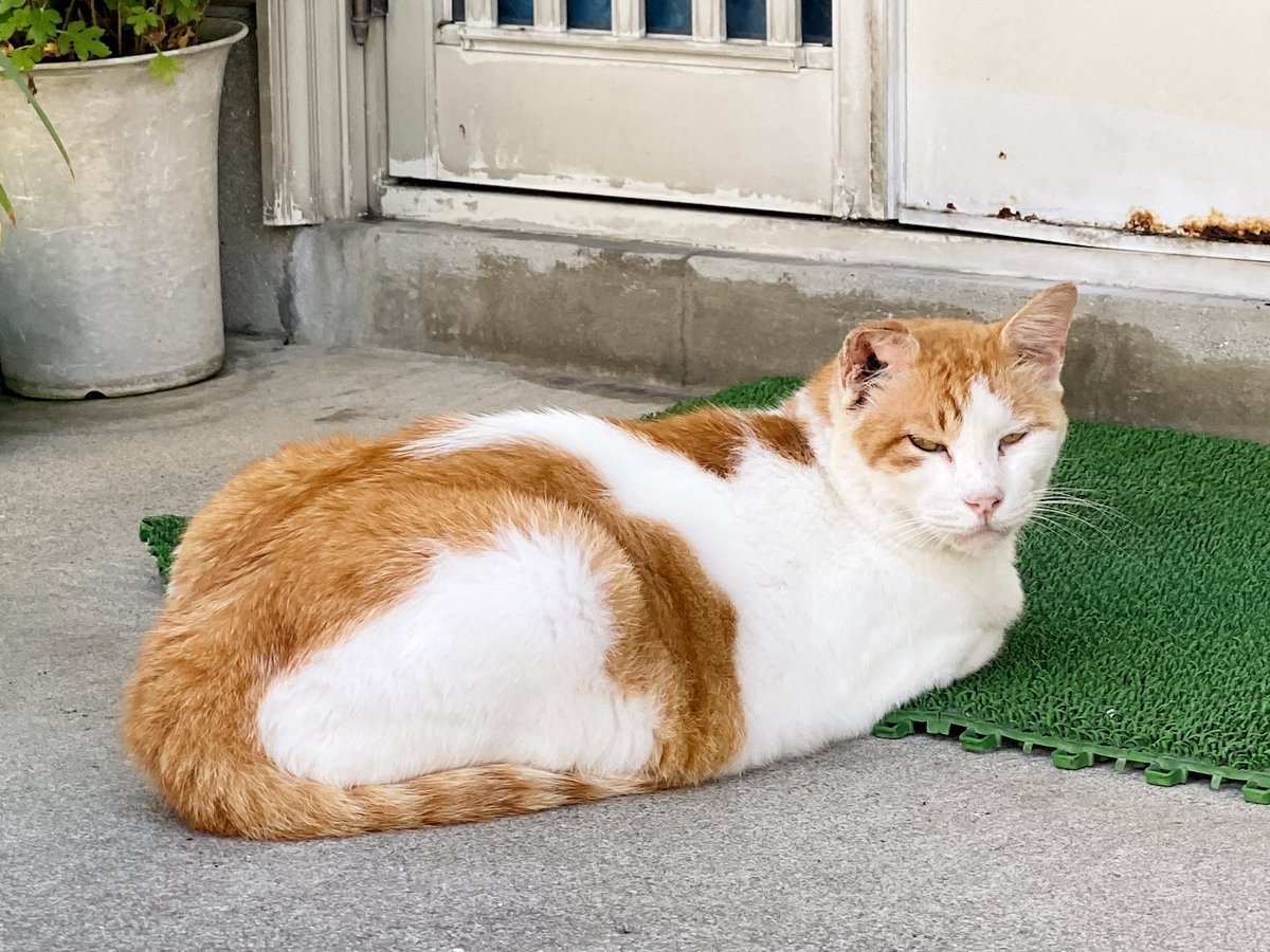 ymasai's tweet photo. また降るというのかね。

#熊本 #猫 #cat https://t.co/oQ7zmPLWT7