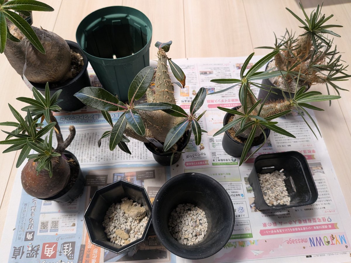 dongame04's tweet photo. 前の休みはパキポ系を植え替えてました。
根鉢をほぐすかほぐさないかいつも迷います。 https://t.co/vbv1lgwex1