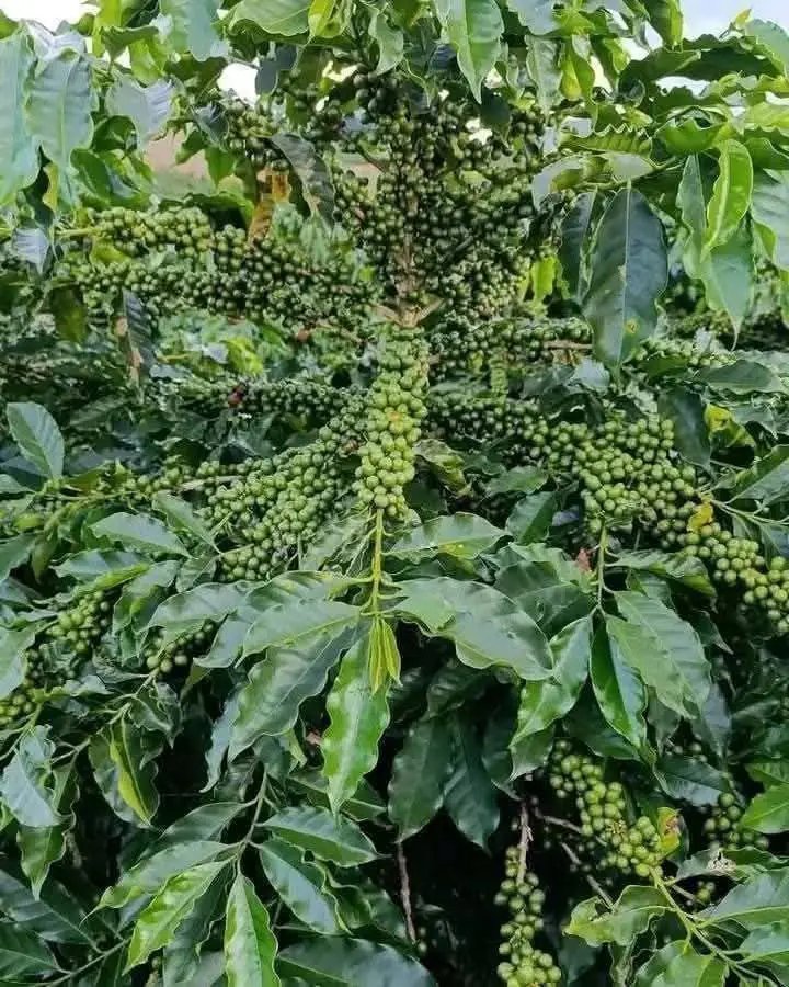 ByarugabaRemi's tweet photo. We  attack the day with faith and hope,

Good mornimg my people
#FarmVisit day 3 https://t.co/VLFik6SBzJ
