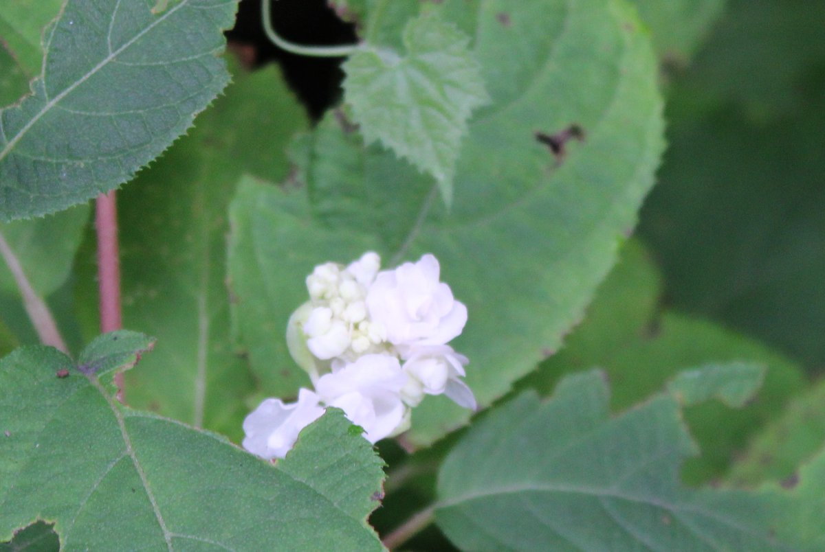 RikugienGarden's tweet photo. #玉紫陽花（タマアジサイ）の蕾がほころび始めました。写真は全て今日の玉紫陽花です。今なら蕾の玉の状態から蕾がほころび始めている様子が全てお楽しみいただけます。
皆様のお越しをお待ちしております。
#六義園 #RikugienGardens #アジサイ #文京区 #駒込 https://t.co/CmjU4QinCf
