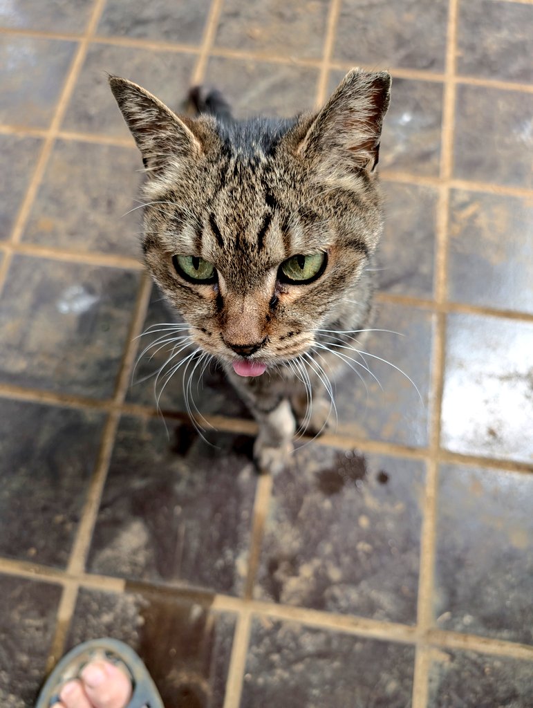 simadat1's tweet photo. オハヨー😸😁 https://t.co/ny9jTklGAv