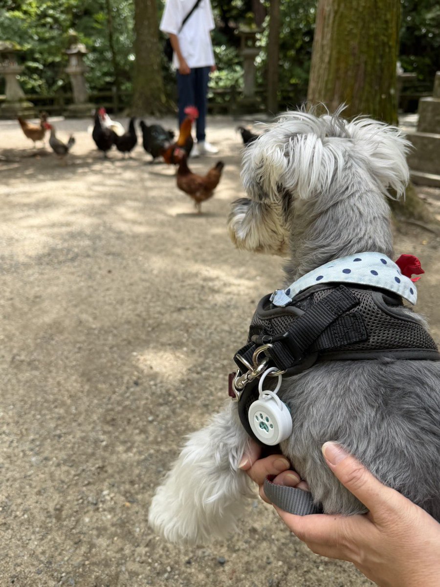 kai___mu___'s tweet photo. 鶏が居る石上神宮⛩
#ミニチュアシュナウザー
#シュナウザー
#Schnauzer
#石上神宮 https://t.co/f2AUnteorE