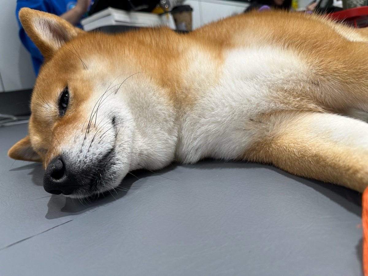 RxseX3's tweet photo. [My rescue pup’s sleepy snuggle on my desk = the best midday pick-me-up  #PetLove #CompanionPets]， https://t.co/IaOw3SHNqA