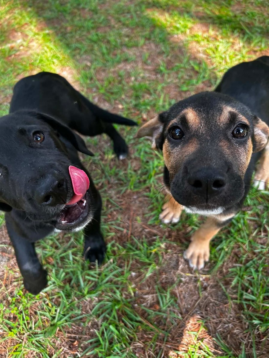 fionaismybitch's tweet photo. URGENT IN HAWKINSVILLE, GA!!!💔💔💔💔💔💔💔💔💔💔💔
🙏🙏🙏🙏🙏911!!!

THESE 2 NEED RESCUE NOW!!! Kylie and Kendall!!!

2 3M OLD GIRLS, FIRST DHPP, DEWORMER AND NEXTGUARD PLUS!!! WEIGH 16 LBS EACH!

WE ARE OUT OF SPACE!!!

HAWKINSVILLE/PULASKI ANIMAL CONTROL
28 BOW WOW LANE
HAWKINSVILLE, GA 31036
478.783.1212

FB LINK: https://t.co/WY9d3b00mT