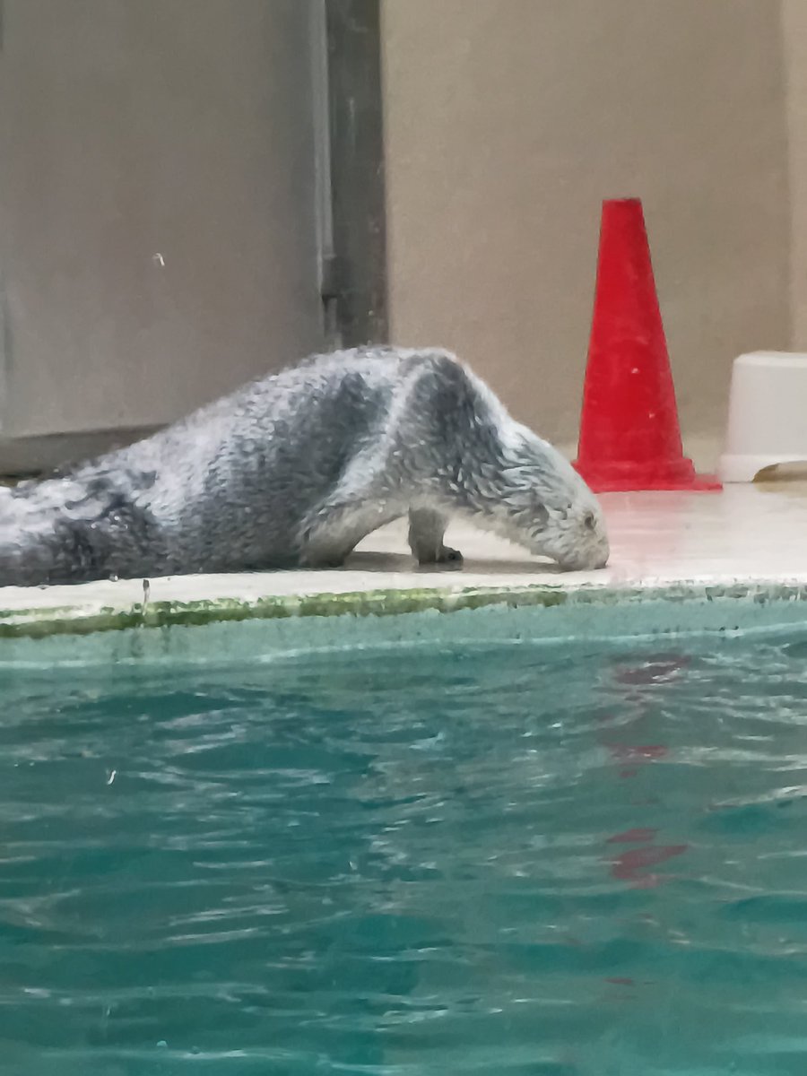 tikomamhw's tweet photo. 今日は鳥羽水族館に行ったった！
今から帰る！ https://t.co/UbnAkakzMB