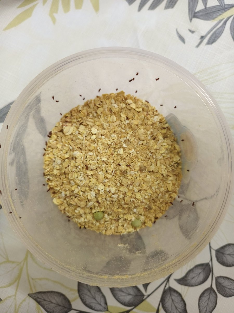 gor_mes's tweet photo. @Flipkart @FlipkartMinutes Ordered Saffola Masala Oats today and found the packet full of insects immediately after opening it. This is a serious food safety issue and completely unacceptable. Pathetic service and quality control. Resolve urgently. #FoodSafety #FlipkartMinutes https://t.co/1qVVO1whPn