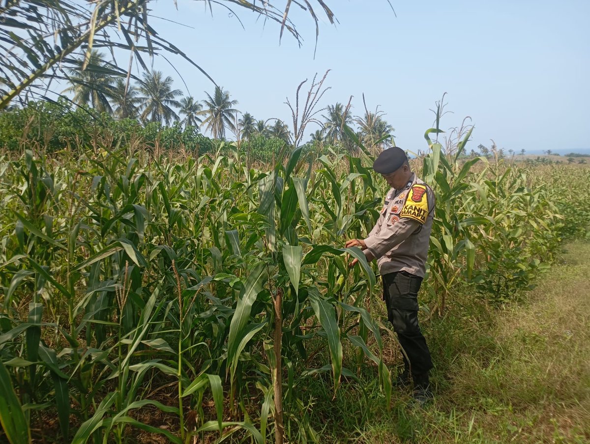 polseksdb's tweet photo. Anggota polsek sindangbarang secara intensif melaksanakan kegiatan sambang kepada kelompok tani guna memastikan pertumbuhan jagung agar tetap terjaga baik https://t.co/fVPG6fhgPG