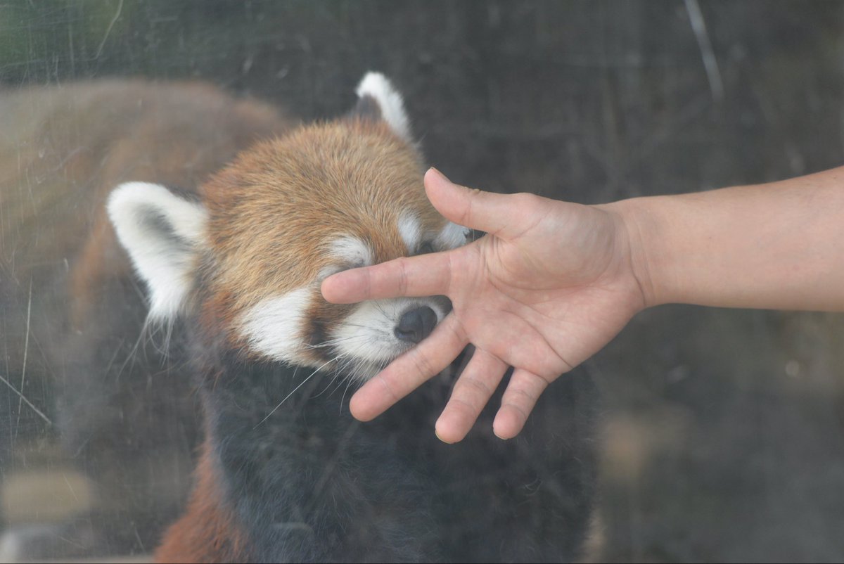 panda_logs's tweet photo. こんなに甘えてるアラタ初めて見た！
大好きなんだね💕

#浜松市動物園 
#レッサーパンダ https://t.co/K1sp3EBeh0