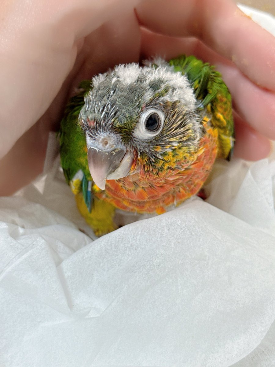 RaTo_2024's tweet photo. 商談中のワキコガネ36ちゃんです🐥

37ちゃんより赤が濃いです❤️

食事もお上品に食べるので、結構時間かかります😂

可愛く成長してくれてます✨️

 #ウロコインコ雛 https://t.co/w0moQyp6ru