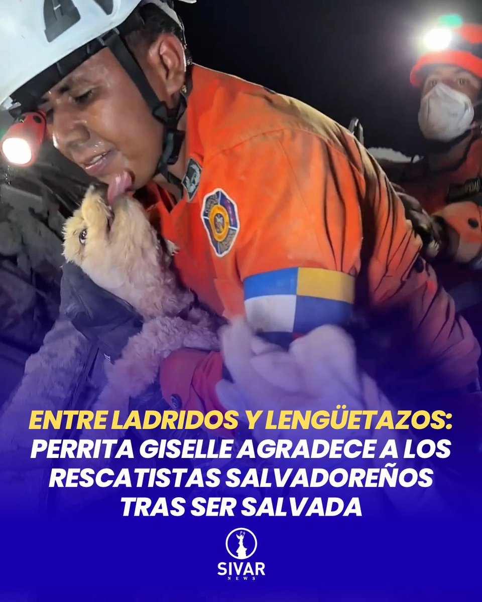 SivarNewsSV's tweet photo. 🔴🇻🇪 EL AGRADECIMIENTO MÁS PURO: GISELLE NO DEJÓ DE LAMER A SU RESCATISTA SALVADOREÑO

🐾 Cinco horas de trabajo bajo los escombros terminaron con un final que emocionó a todos. Los rescatistas salvadoreños lograron sacar con vida a Giselle, una perrita atrapada en la Residencial El Palmar, en Caraballeda.

❤️ Lejos del miedo, la reacción de Giselle fue llenar de lengüetazos al rescatista que la sostuvo entre sus brazos, protagonizando uno de los momentos más emotivos de la misión humanitaria salvadoreña en Venezuela.

🤝 Mientras continúa la búsqueda de sobrevivientes, los equipos también trabajan para reunir a las mascotas rescatadas con sus familias. Si alguien reconoce a Giselle, puede acercarse a los rescatistas y demostrar su propiedad con fotografías o videos.