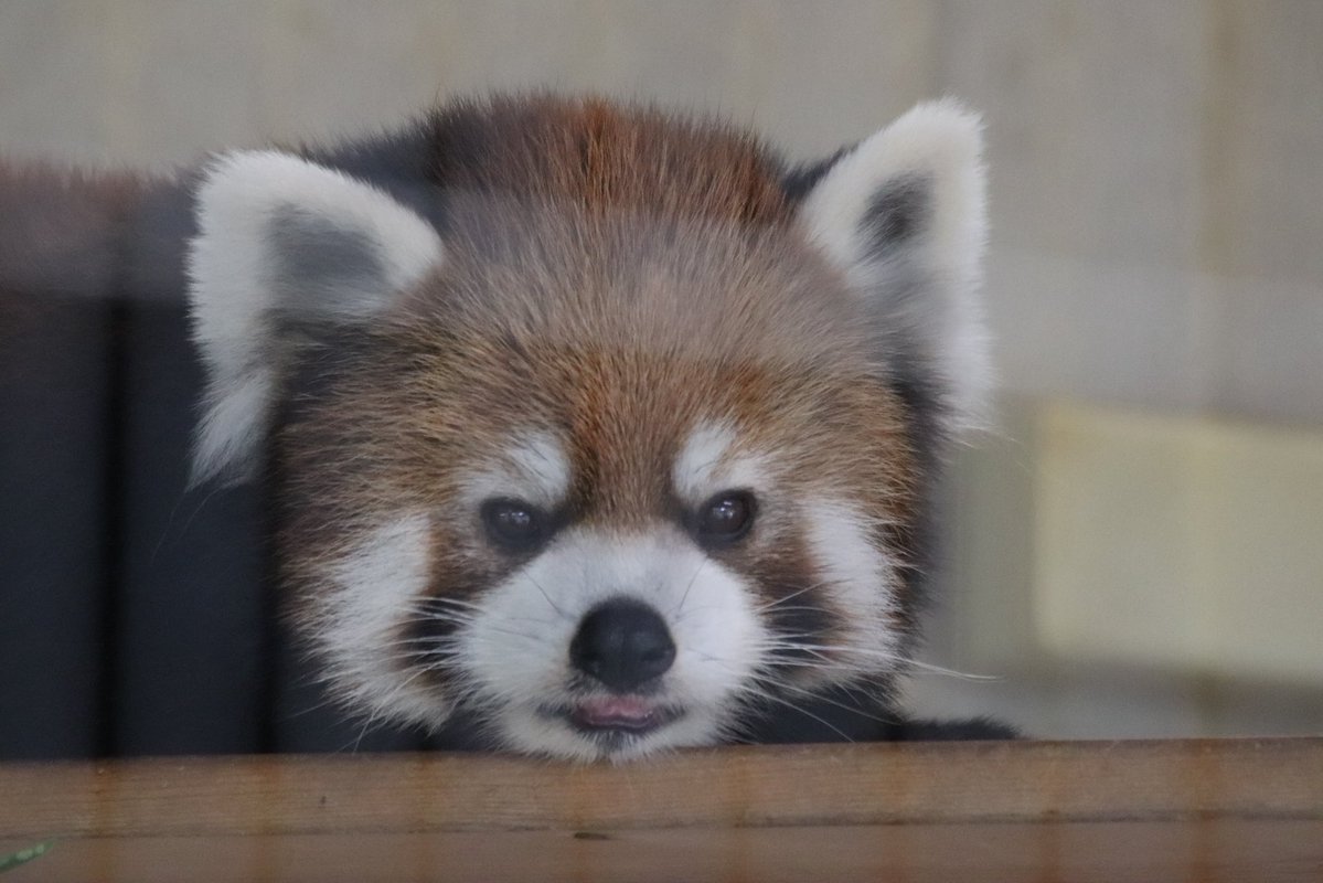 今日の西山 りんご組 最近りんごが先よ。 #レッサーパンダ #鯖江市西山