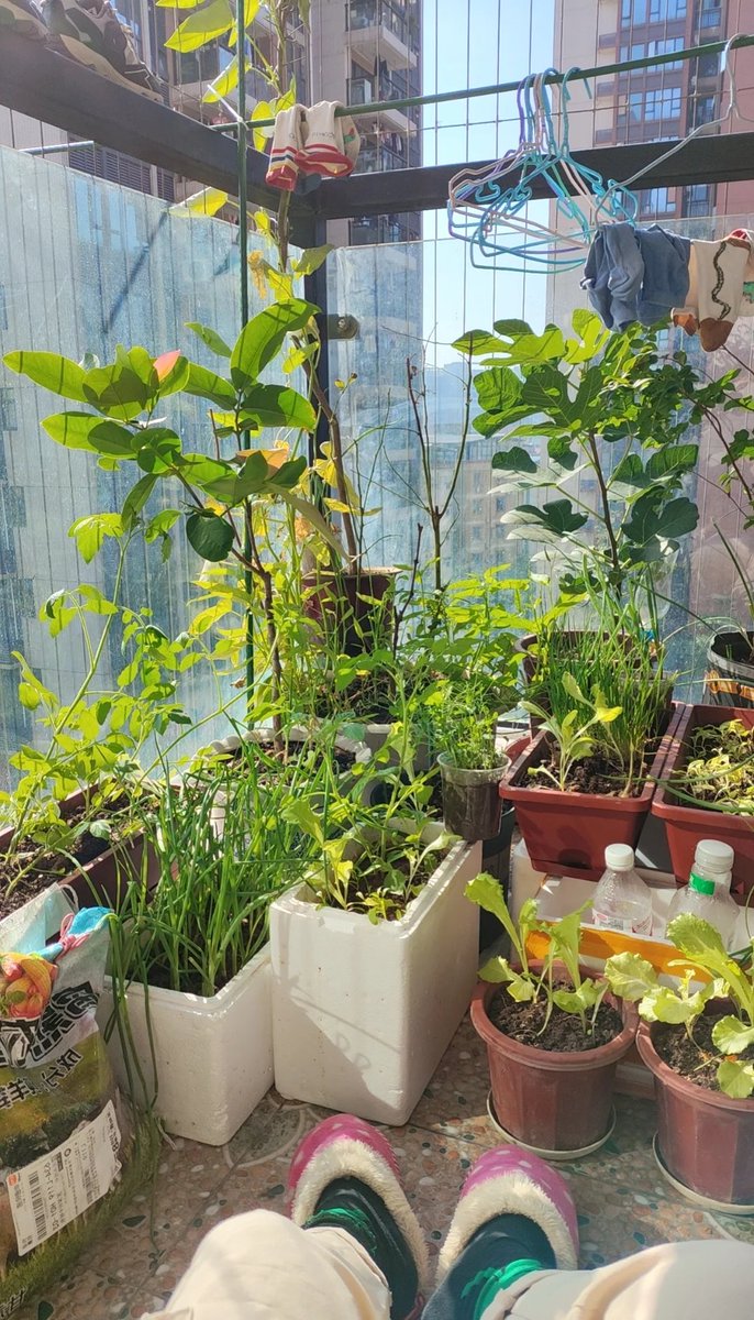 hallstarr's tweet photo. [My tiny balcony now grows tomatoes—from dead pot to sun-kissed harvest in 3 months. Small changes hit different.]， https://t.co/NidLxJHiXZ