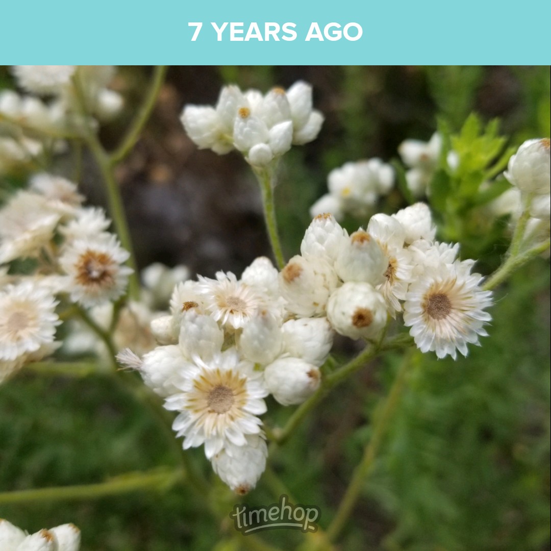 saunieindiego's tweet photo. This is one of my most favorite California native plants. The dried flowers smell like butterscotch. It has kind of an ugly name for such a beautiful thing. California cudweed (Pseudognaphalium californicum), also known as California everlasting.  Who the heck named it cudweed?🫤 https://t.co/uyFz4tGUDq