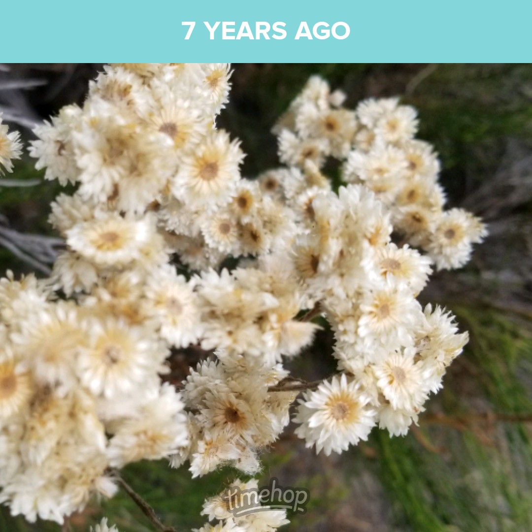 saunieindiego's tweet photo. This is one of my most favorite California native plants. The dried flowers smell like butterscotch. It has kind of an ugly name for such a beautiful thing. California cudweed (Pseudognaphalium californicum), also known as California everlasting.  Who the heck named it cudweed?🫤 https://t.co/uyFz4tGUDq