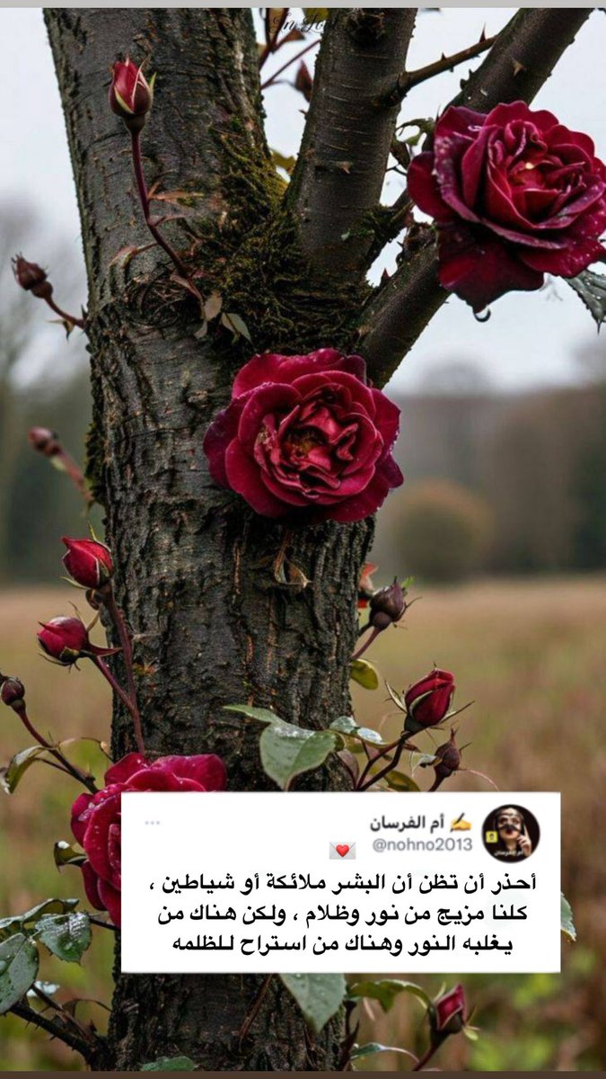 nohno2013's tweet photo. 💌
أحذر أن تظن أن البشر ملائكة أو شياطين ، كلنا مزيج من نور وظلام ، ولكن هناك من يغلبه النور وهناك من استراح للظلمه . https://t.co/e4du9E6l9d