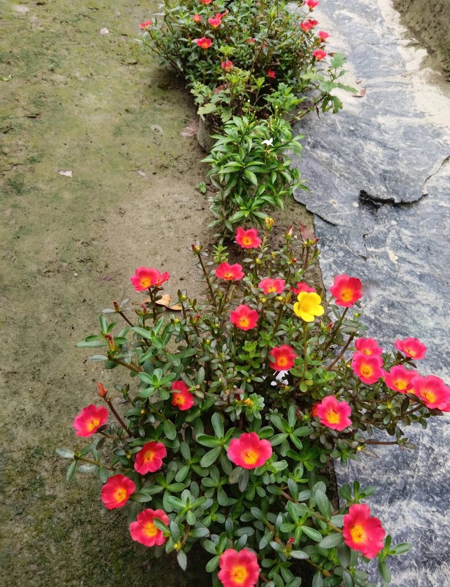 Vrundavan_Dham's tweet photo. Nothing in nature blooms all year round. 
We don’t have to, either.

#Tuesdayvibes🦋🦋 https://t.co/yJd7YcmmZJ