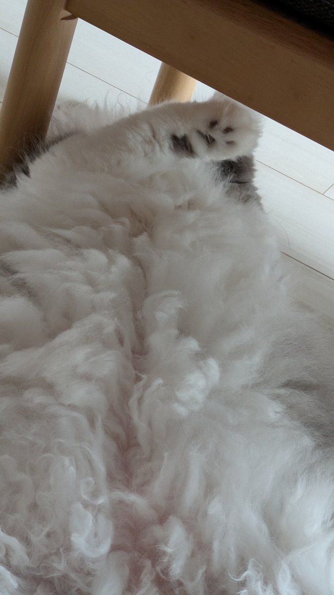 Lloyd_nui's tweet photo. もこもこ
#猫のいる暮らし
#サイベリアン https://t.co/yd8BzjtB3o