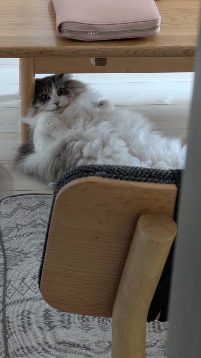 Lloyd_nui's tweet photo. もこもこ
#猫のいる暮らし
#サイベリアン https://t.co/yd8BzjtB3o