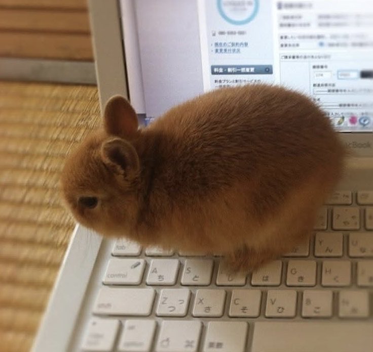 piccolocibi's tweet photo. ベビ期のチビちゃんの方が少し色黒だね🤭でもサイズはほぼ一緒！ https://t.co/EJqHBt3zUN