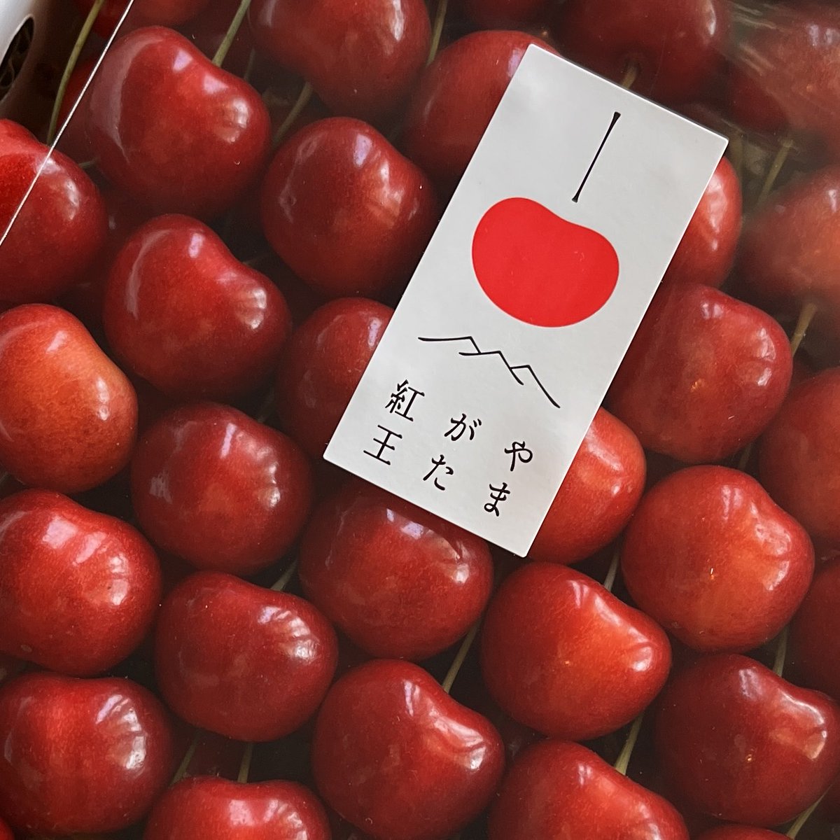 NutsVegetus's tweet photo. 午後はさくらんぼの加工です。
やまがた紅王
まさにさくらんぼの王様と言える迫力とクオリティー！
ほぼ宝石！ https://t.co/a3VeIdJR4S