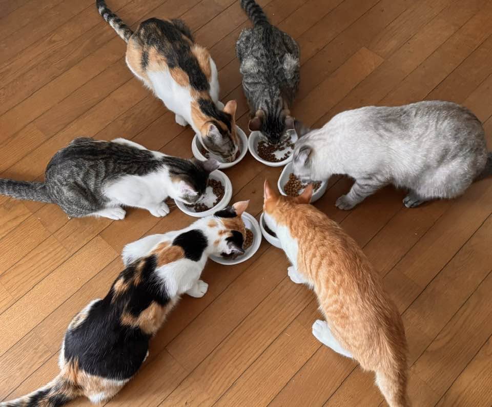 yonakiishi's tweet photo. 6匹いる猫はみんな性格がけっこう違うんです。だからそれぞれを1匹ずつ飼ってたら、猫に対する印象が相応に違ってくると思う。なにをいいたいか…Tweetの趣旨は｢うちは天国だぞ｣という自慢です。失礼いたします。 https://t.co/Z3N1V0ggou