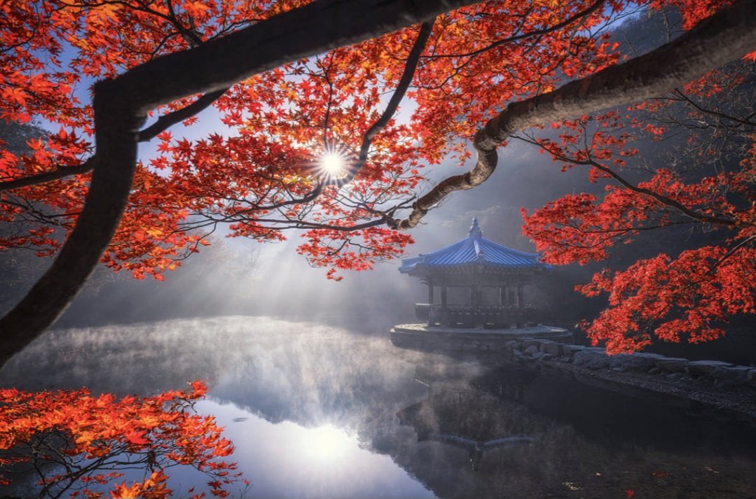 bhaskarnanda6's tweet photo. Autumn morning https://t.co/WdZdJI0ohr