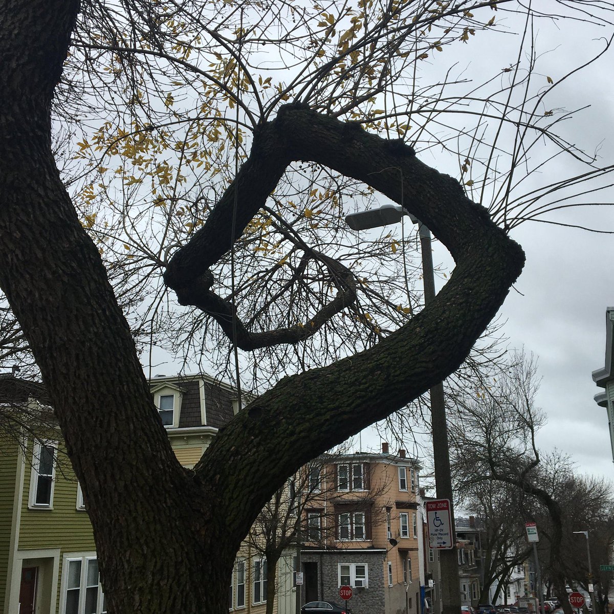 abakcus's tweet photo. Fibonacci tree 😱 https://t.co/AT6ktGjW7I