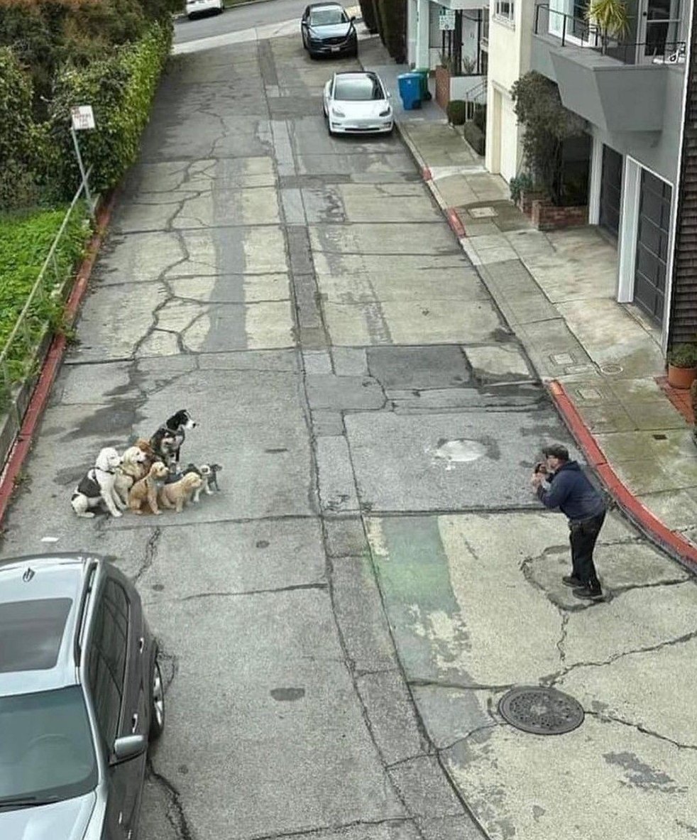 AcervoCharts's tweet photo. Homem fotografa seus cachorrinhos durante um passeio, e eles fazem pose para sair bonitos na foto. https://t.co/rfduBsE18M