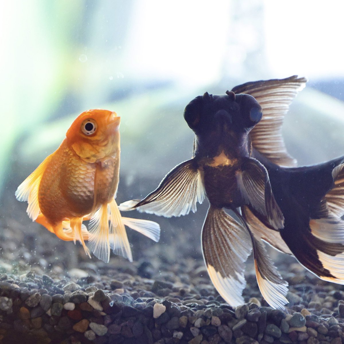 sanusanuoudon's tweet photo. 上を向いて
#金魚 https://t.co/N6AC3az85Q