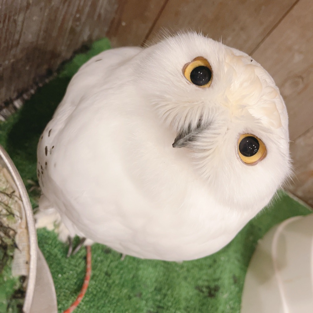 ふくろうの里 Owl Village tweet media