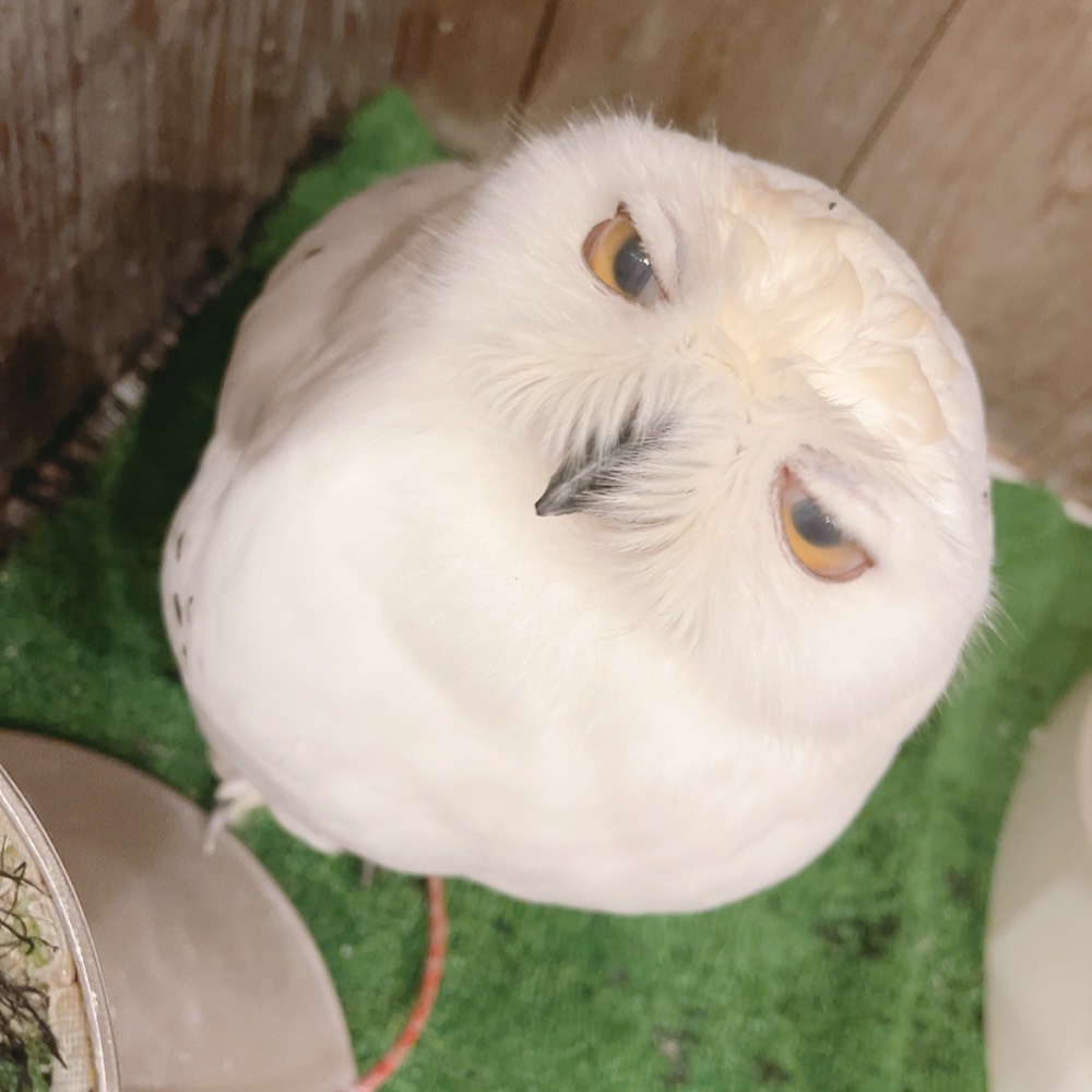ふくろうの里 Owl Village tweet media