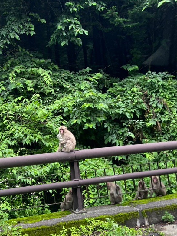 koooon14's tweet photo. 群馬県高崎市（旧・倉渕村地域）

ペットボトルを抱えた可愛い野生の猿に遭遇！

市川市動植物園のパンチくんに負けず劣らず可愛いかった https://t.co/I0kUycpcHU