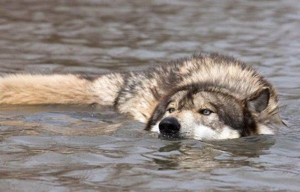 woofgonecrazy's tweet photo. the dastardly crocodile 👇i think https://t.co/4oSJffrnsc