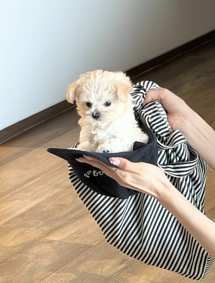 winterbearjm's tweet photo. ตัวเท่าตาตุ่ม ระวังโดนเตะๆ https://t.co/lR8Umv78CW